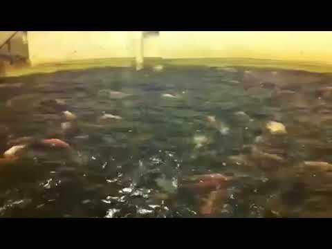 Aquaponics catfish aquaculture | DIY Aquaponics