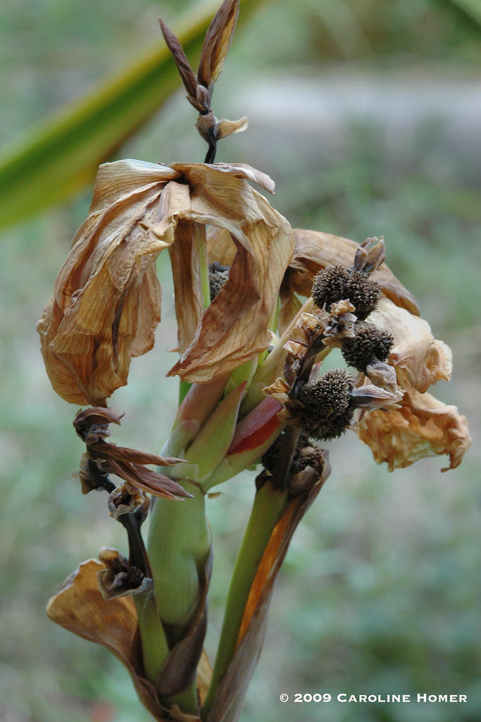 One bloom closes, another opens...
