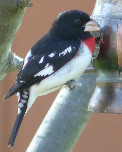 Rose-Breasted Grosbeak