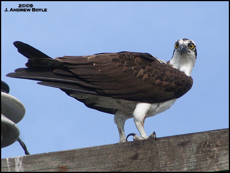 Osprey