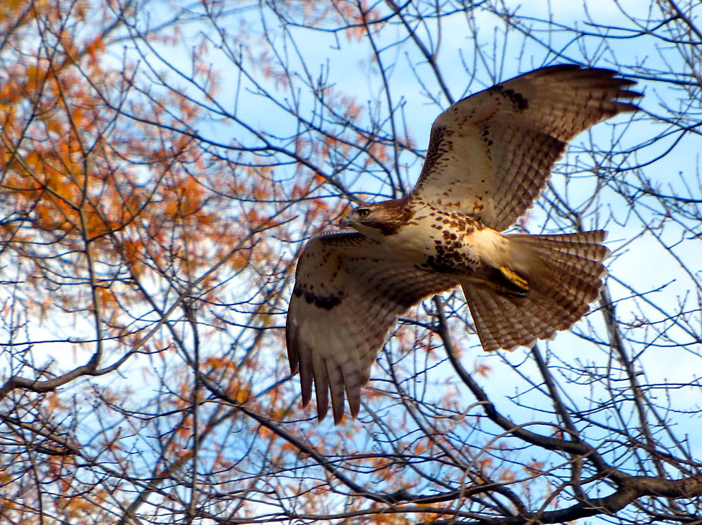 Red tail