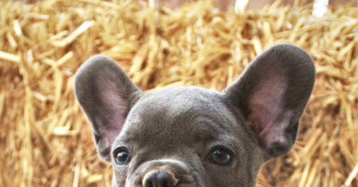 How Much Do French Bulldogs Cost In New Zealand French