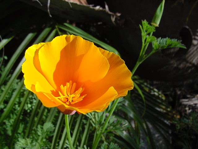 A Country Rose Tallahassee Florist: State Flowers ~ Tallahassee Florist