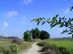 寬腹螳螂/無限台南