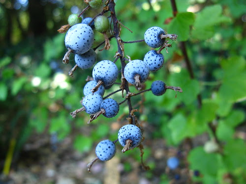 Ribes sanguineum