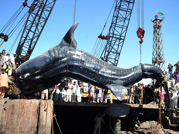 O tubarão-baleia pescado no Paquistão tem 12 metros de comprimento e pesa aproximadamente sete toneladas (Foto: Asif Hassan/AFP)