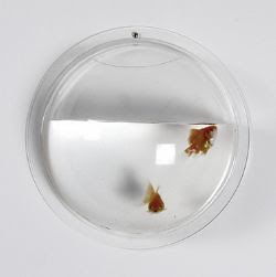 fishy