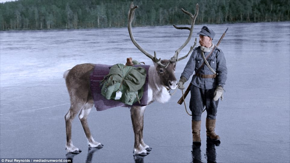 A Finnish soldier is pictured with a pack Reindeer on an ice covered lake, near the tiny village of Nautsi, in northern Lapland, Finland on October 26, 1941