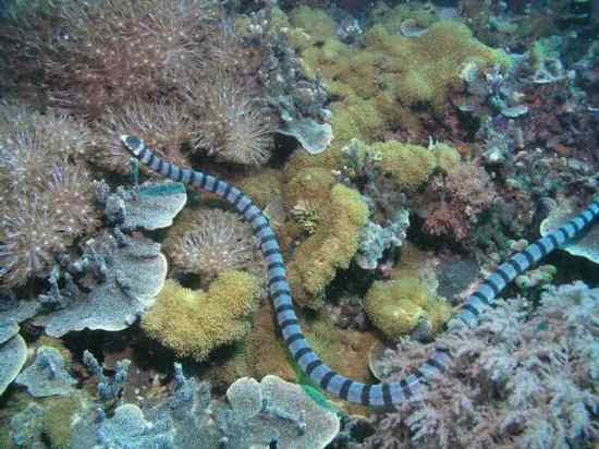 sea-snake-reef-lodge-townsville-backpakers sea-snake-reef-lodge-townsville-backpakers