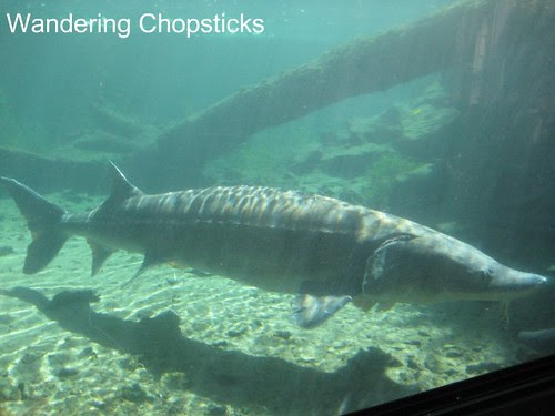 Day 4.2 Bonneville Hatchery - Cascade Locks - Oregon 1