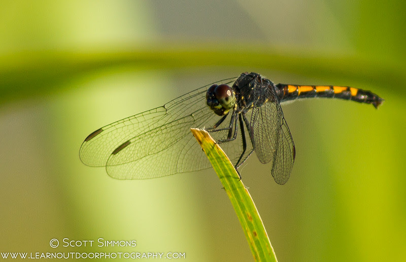 Photo & Video Sharing by SmugMug Photo & Video Sharing by SmugMug