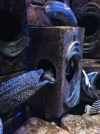 eels