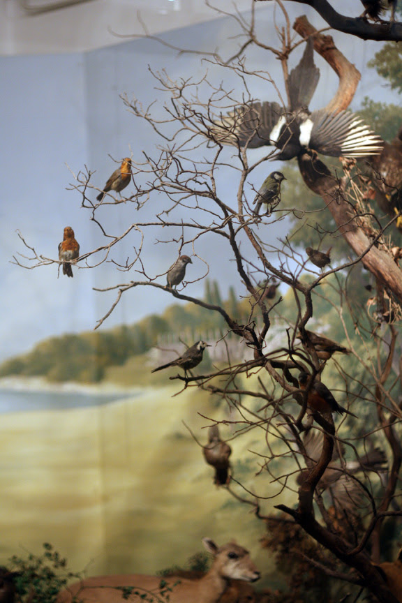 brioni animals museum