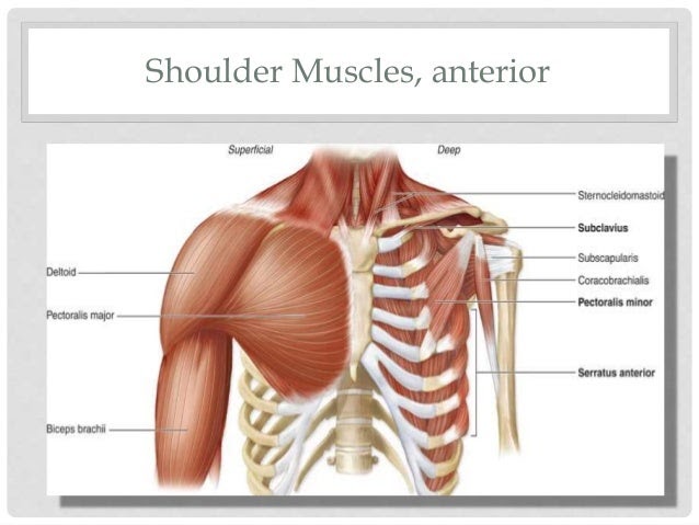 Shoulder Muscles Diagram : Shoulder Anatomy Diagram With Labels Human
