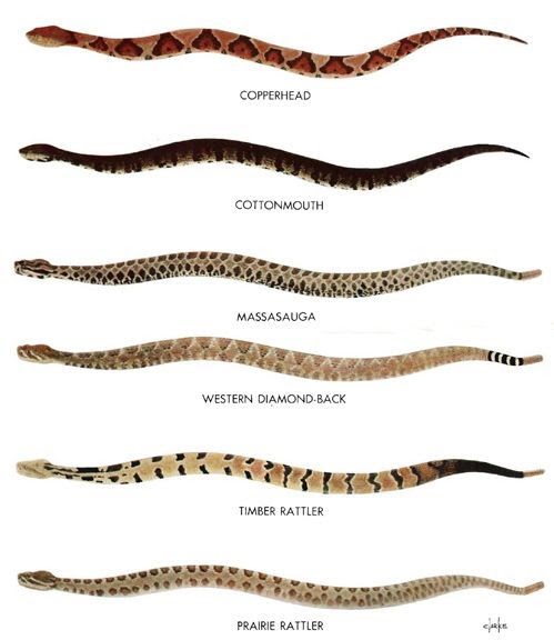 North Carolina Snakes Identification Chart