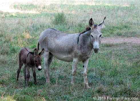 Baby Donkey 1