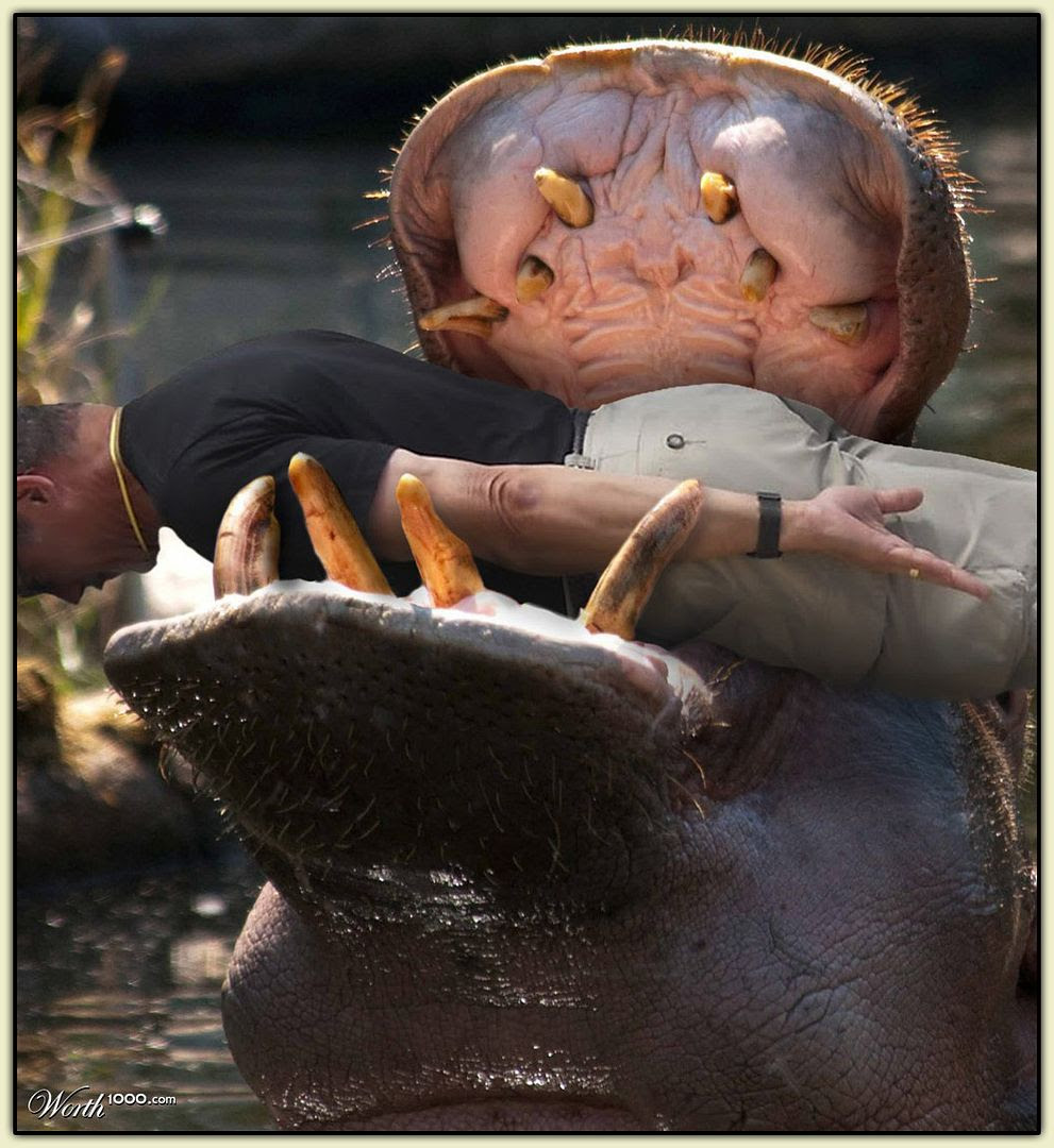 Hippo Planking