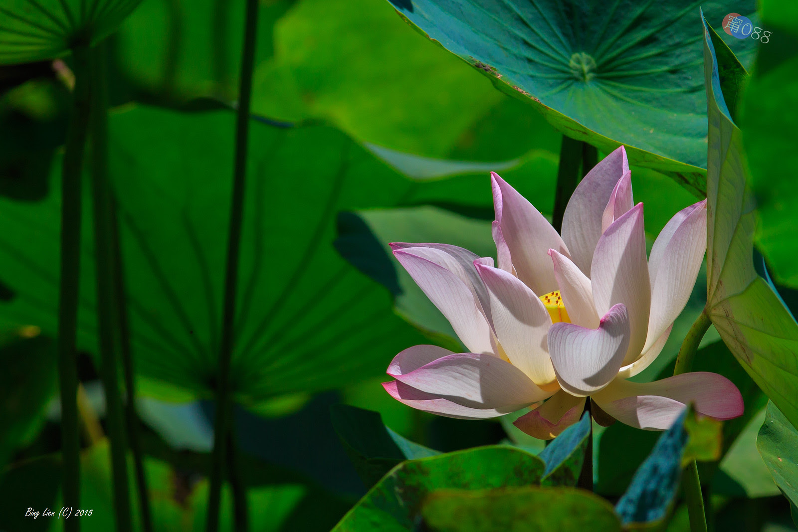WATER_BING2746_LR