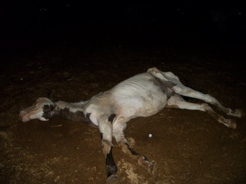 Dying Horse 1