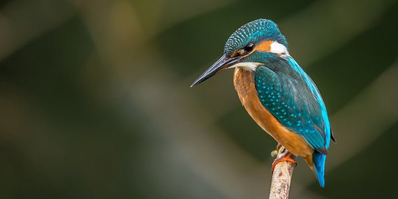 750 Koleksi Gambar Binatang Burung Puyuh Terbaik