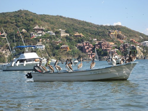 pelcanos