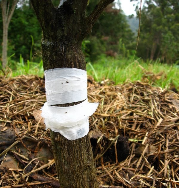 How do i stop ants climbing fruit trees fruit trees