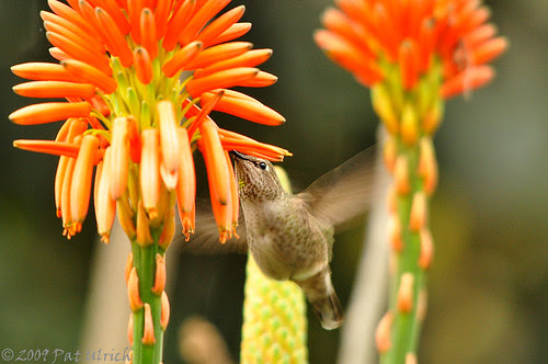 Hummingbird lunch