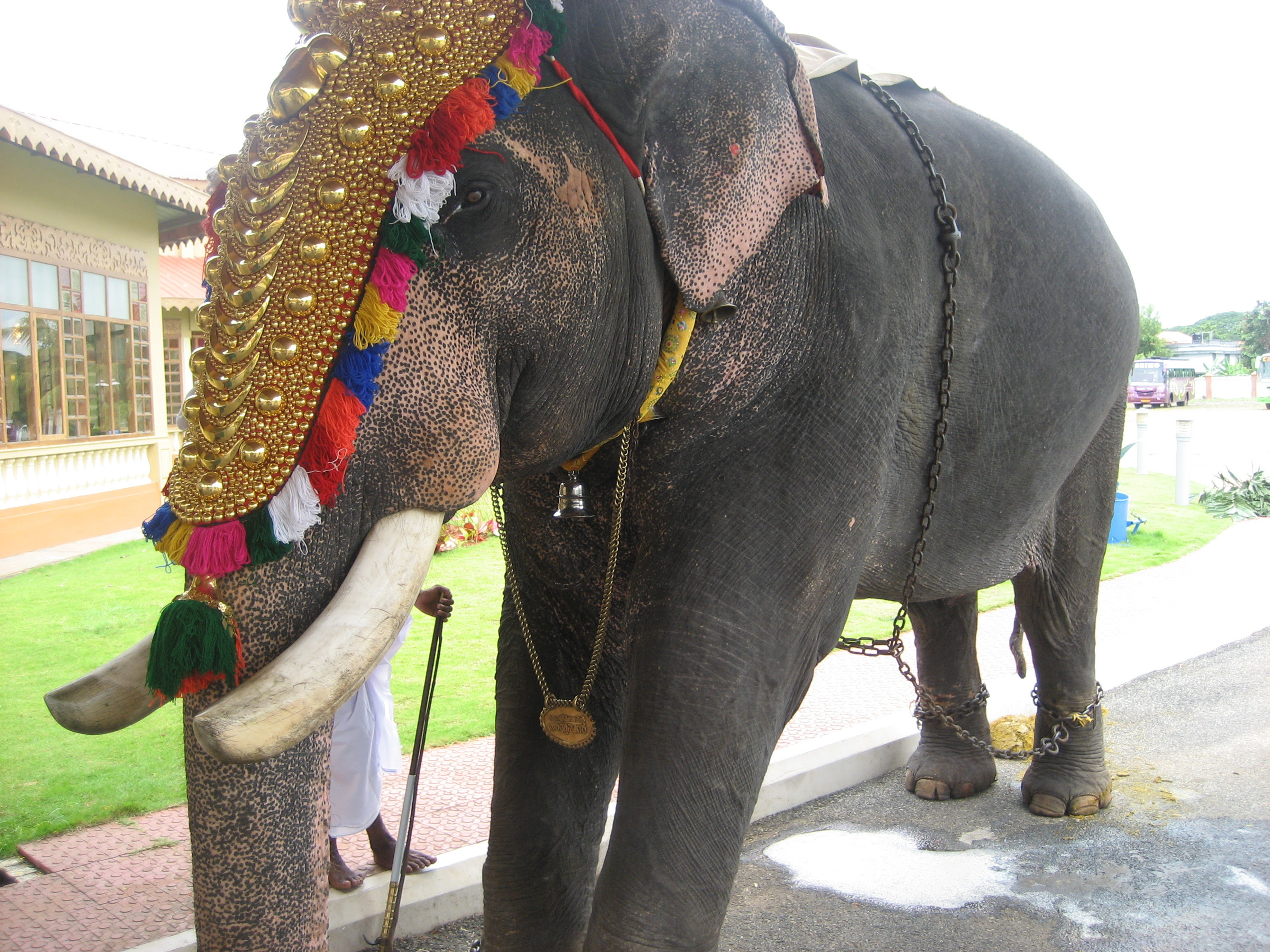 indian culture hisotry: Elephants Indian Culture