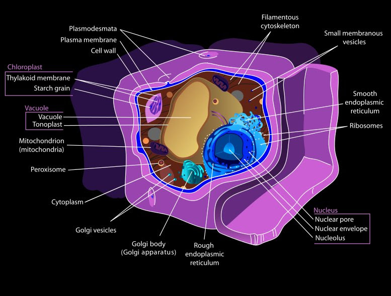 Blank Eukaryotic Plant Cell Diagram Gonzokaiser