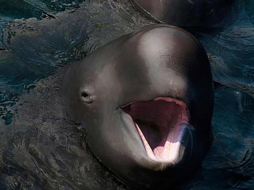 animais_hibridos 13