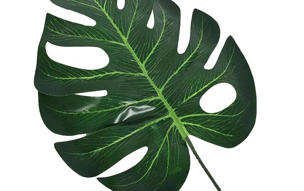 Gambar Daun Monstera Hd Silvy Gambar