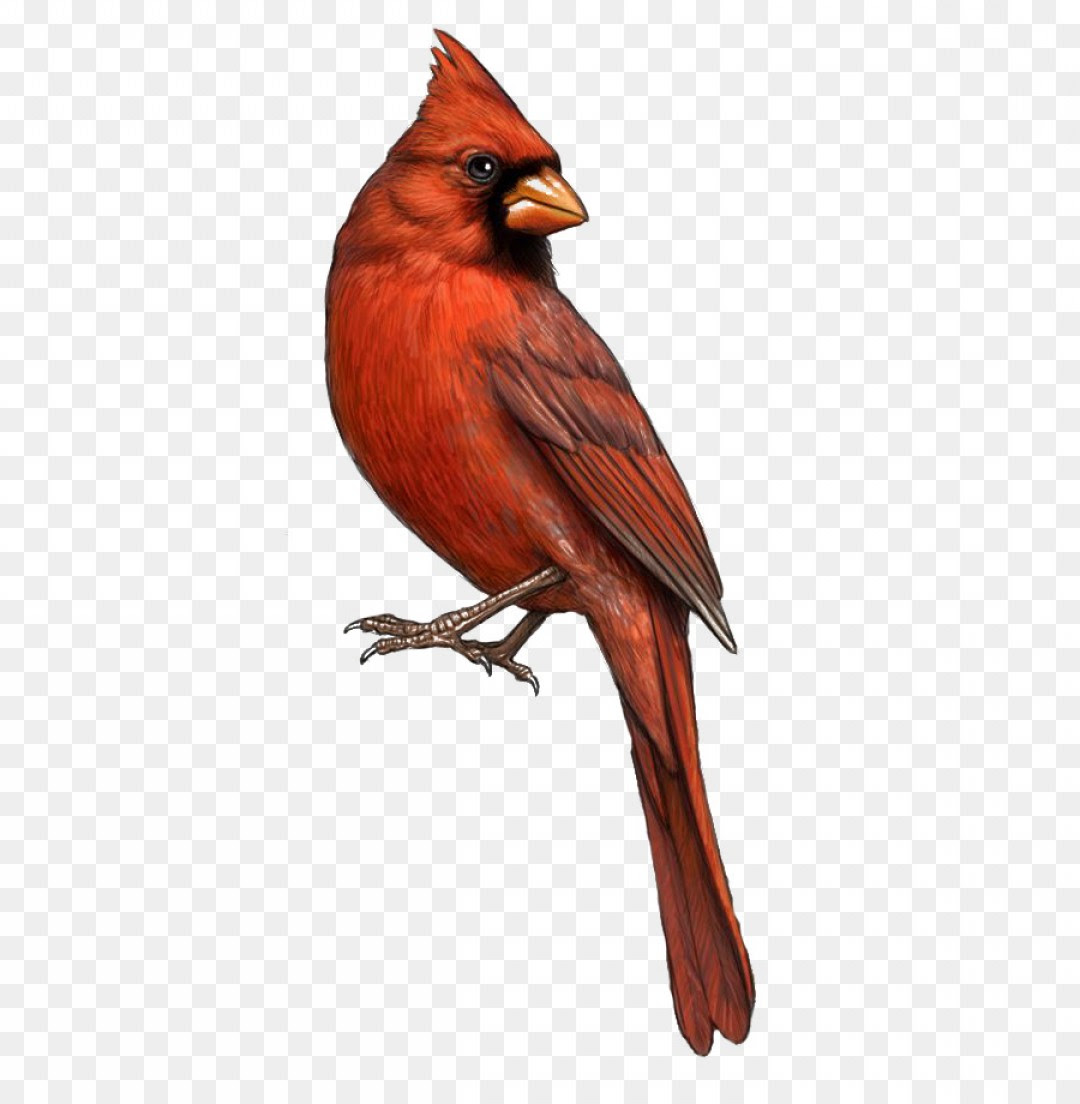 Louisville Cardinals Logo Vector