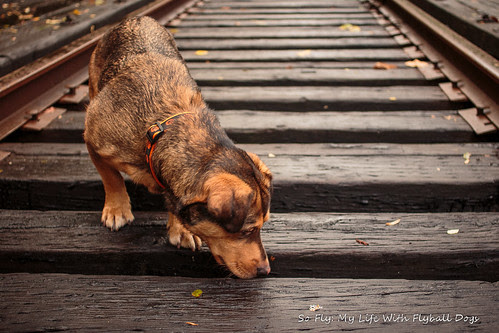 Train Tracks-9533