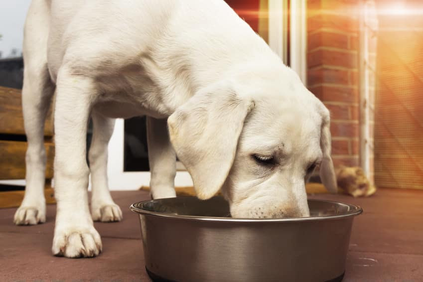 trockene_haut_bei_hunden — Ein Hundeblog