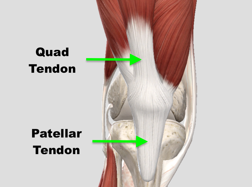 Front Leg Musclevtendon - Front Leg Musclevtendon / Thigh Muscle