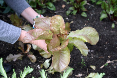 Thanksgiving lettuce 041