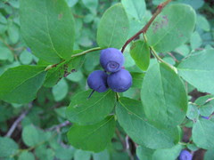 Huckleberries.JPG