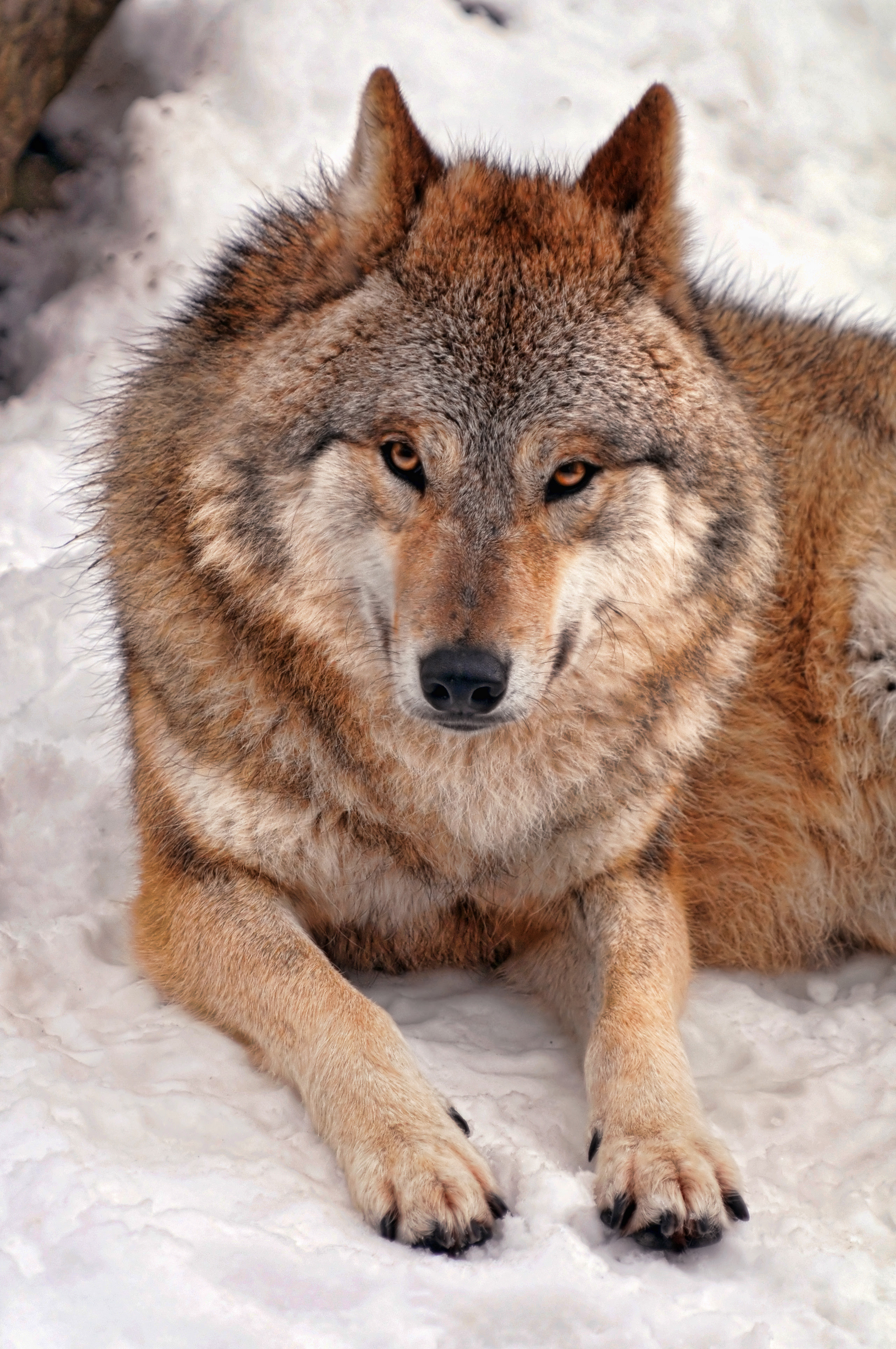 フリー画像|動物写真|哺乳類|イヌ科|狼/オオカミ|威嚇|画像素材なら！無料・フリー写真素材のフリーフォト