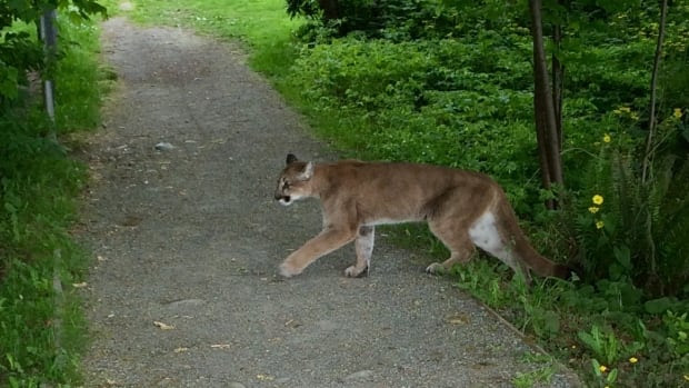 Image result for mountain lion spotted in new brunswick canada on october 5, 2016