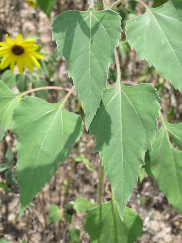 Foraging Texas: Sunflower - Wild