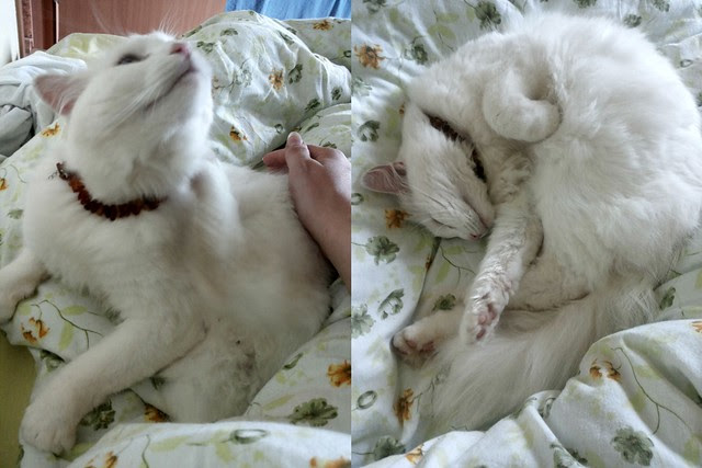 kisu