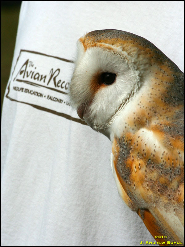 Barn Owl Barn Owl