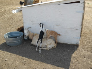 New Goat Kid Does Adeline and Nellie Playing on their Dam Winnie