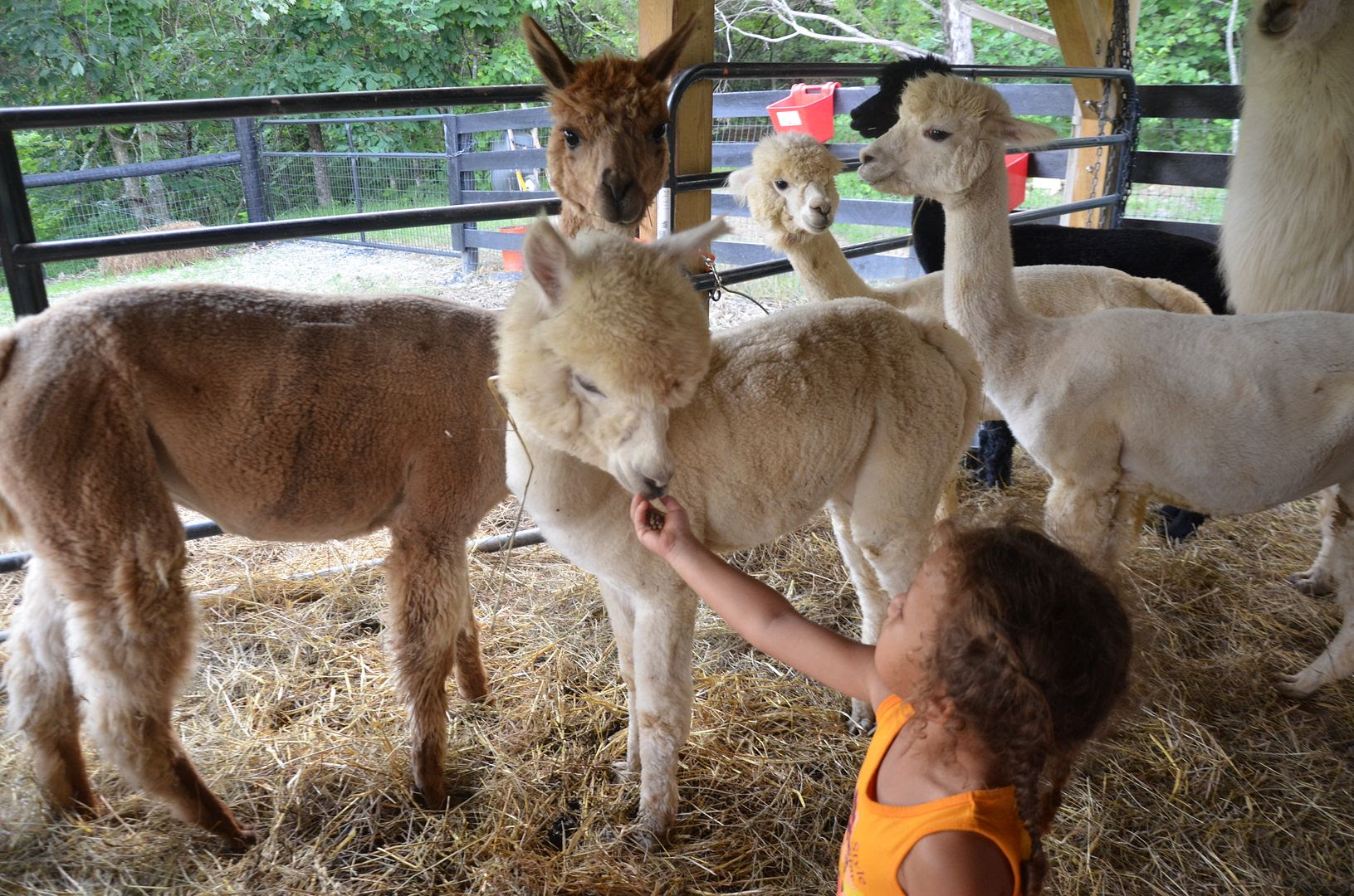 Alpaca Haven Farm of Kentucky & Store