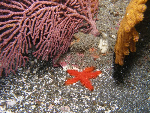 starfish