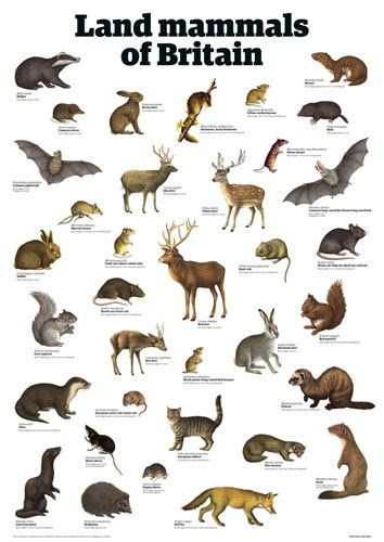 Mammals List - Pets Lovers