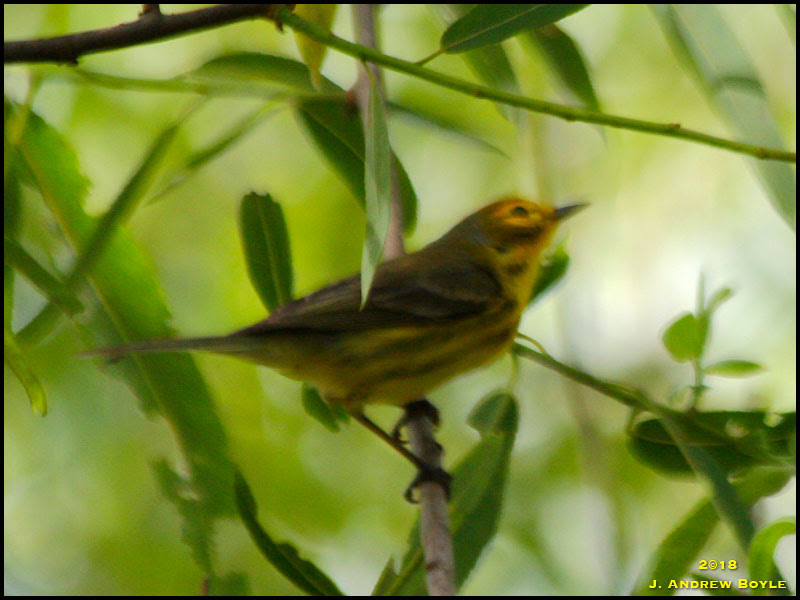 Prairie Warbler Prairie Warbler