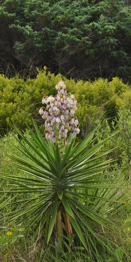 Yucca
