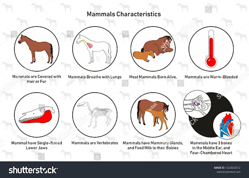Mammals Have Mammary Glands - Pets Lovers