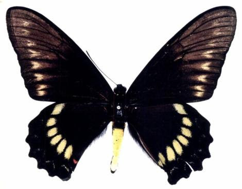 Por: Butterflies of America